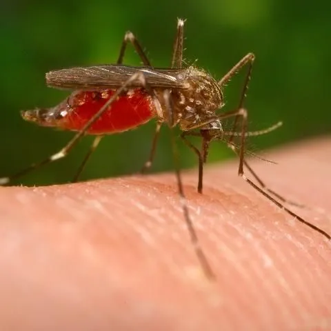 thumbnail for publication: Asian Bush Mosquito, Asian Rock Pool Mosquito Aedes japonicus japonicus (Theobald, 1901) (Insecta: Diptera: Culicidae)